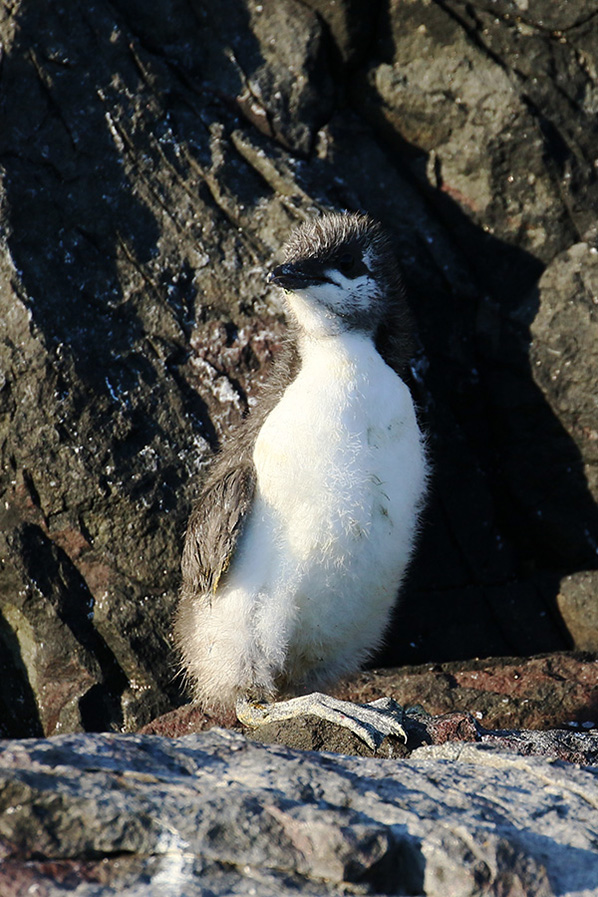 Zeekoeten op de Farne Islands